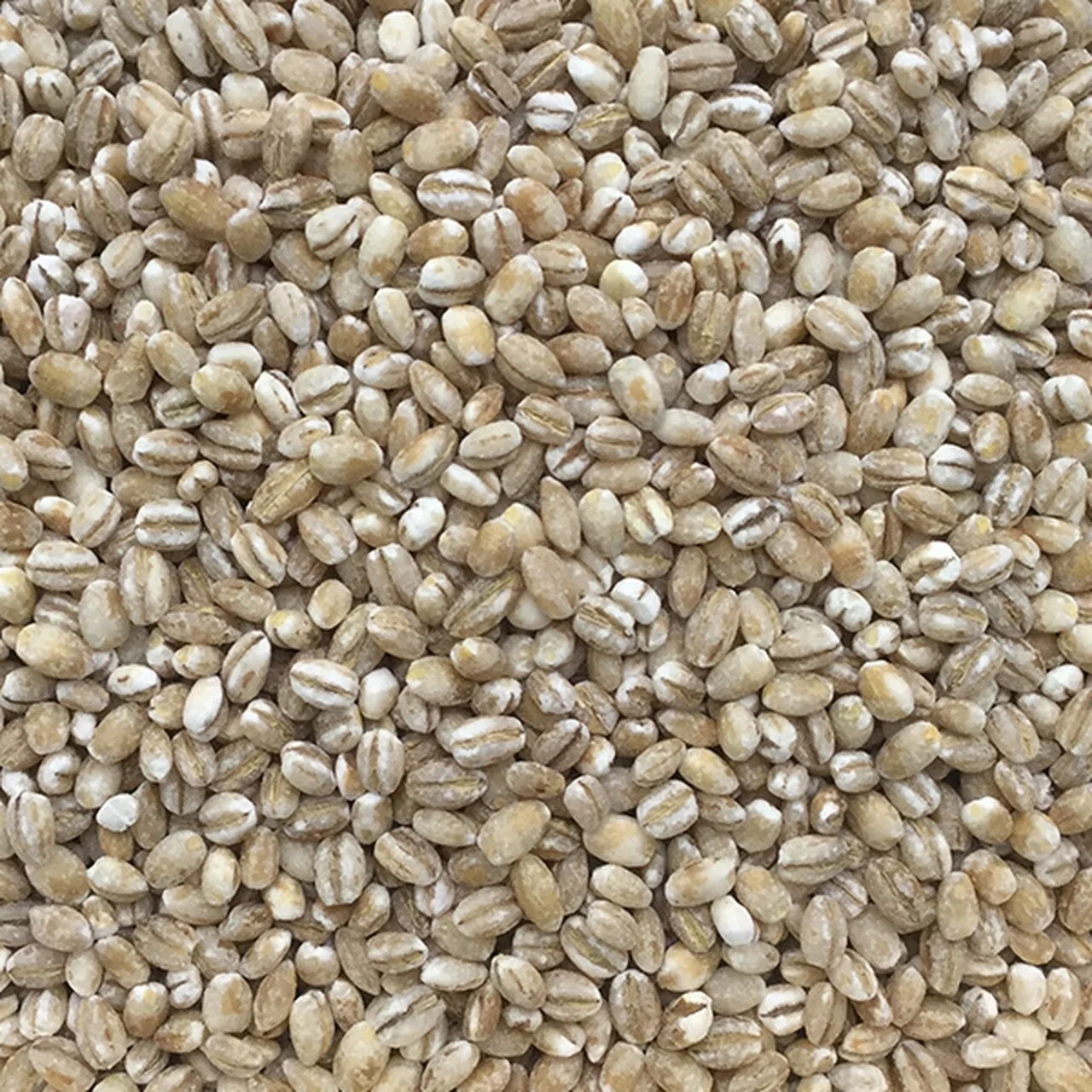 Wholesale Good Quality Beneficial in Nutrients Barley Grains