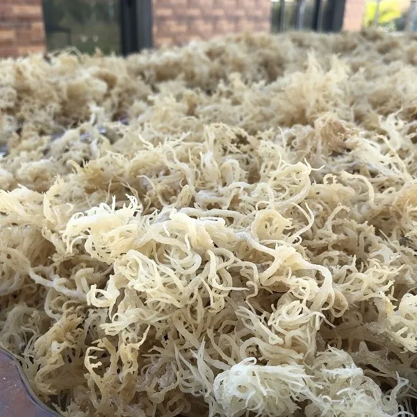 HIGH QUALITY DRIED WHITE SEAMOSS BEST SELL NATURAL SEAMOSS FROM ATL GLOBAL