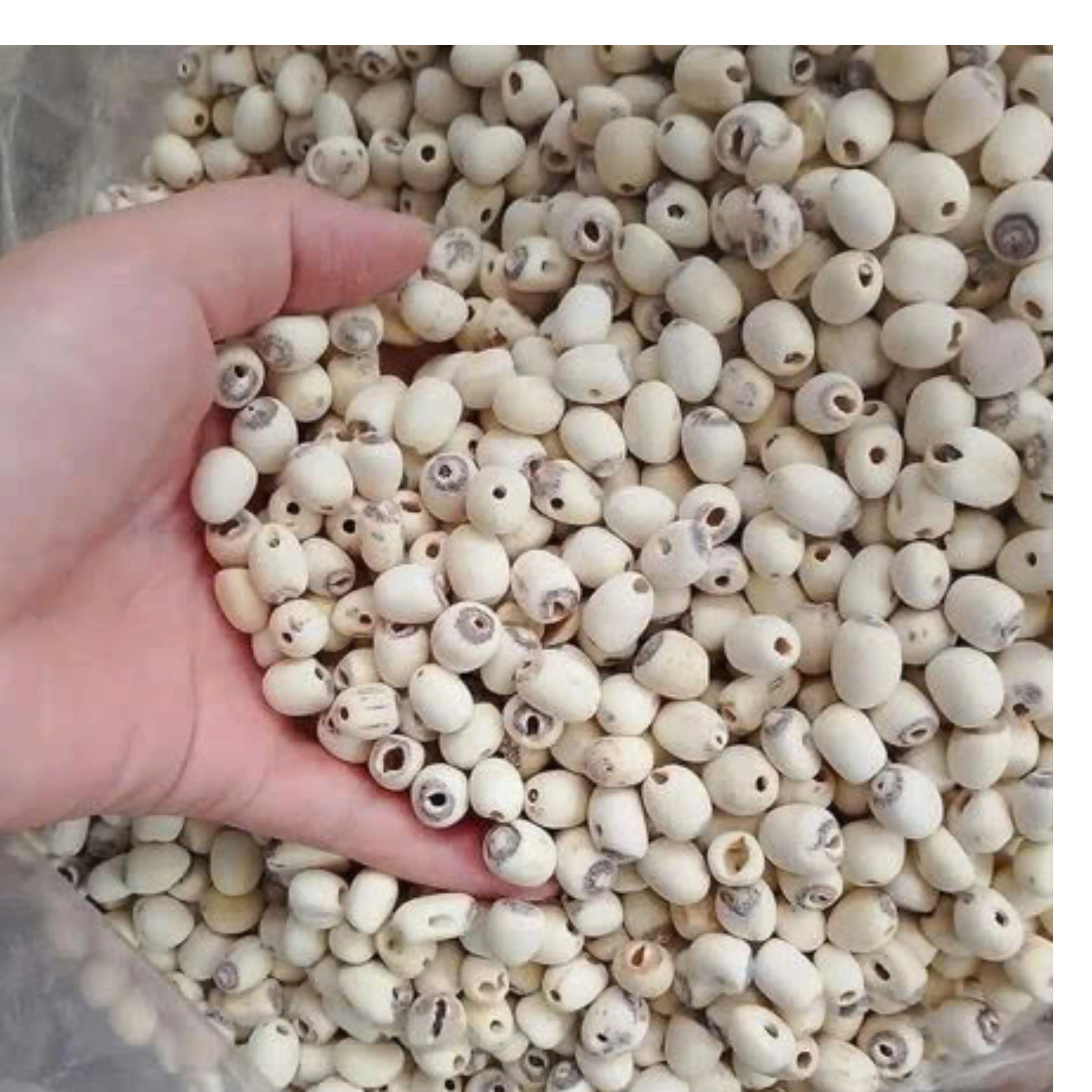 Premium Dried Lotus Seed Snacks from Vietnam Healthy Ready To Eat Vietnam Origin/ LOTUS SEEDS +84 783 612 648 Jasmine