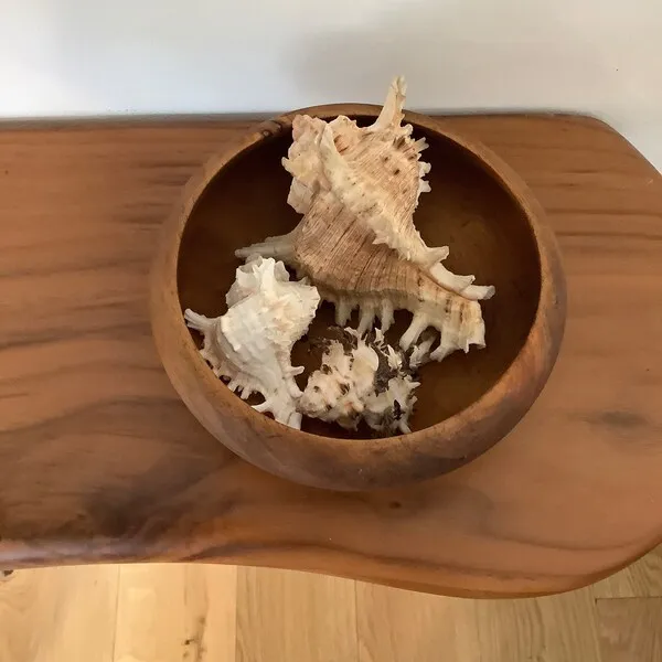 High Quality Whole Seashell Murex Operculum Dried