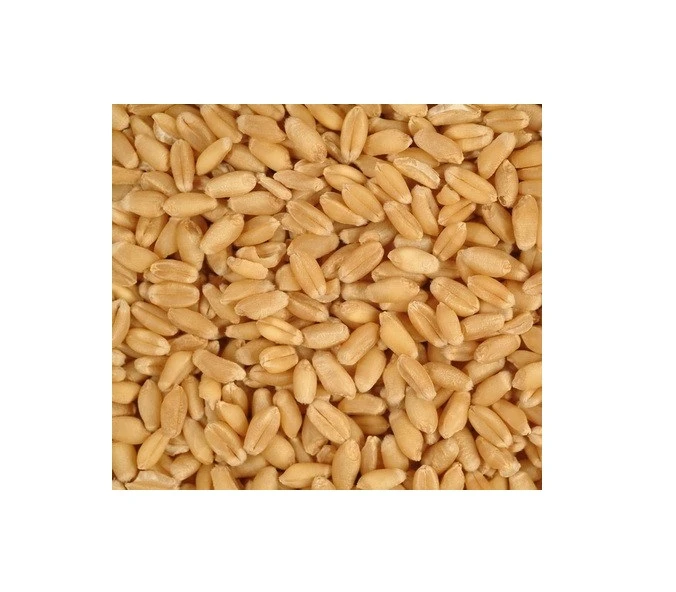 Best Market Price Wheat Grain In Bulk Pure & Nutrition Wheat Grain
