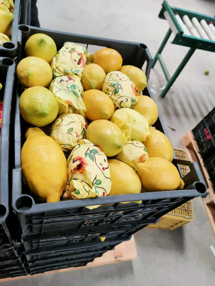 Fresh Lemon from Egypt