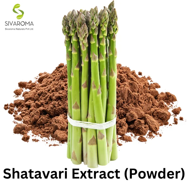 Herbal Extract Water Soluble Asparagus Extract (Powder) High Quality Asparagus Officinalis Extract Powder for Sale at Bulk