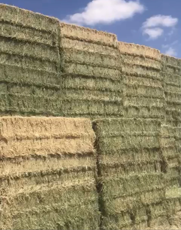 Alfalfa Hay for Animal Feed at wholesale price Alfalfa Hay