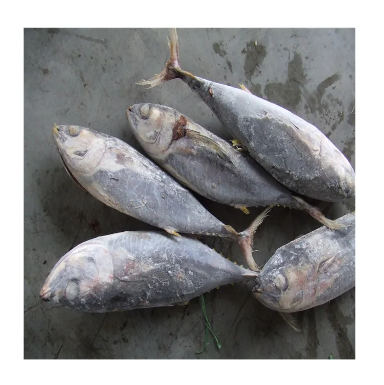 Wholesale Frozen Yellowfin Tuna Whole round good price