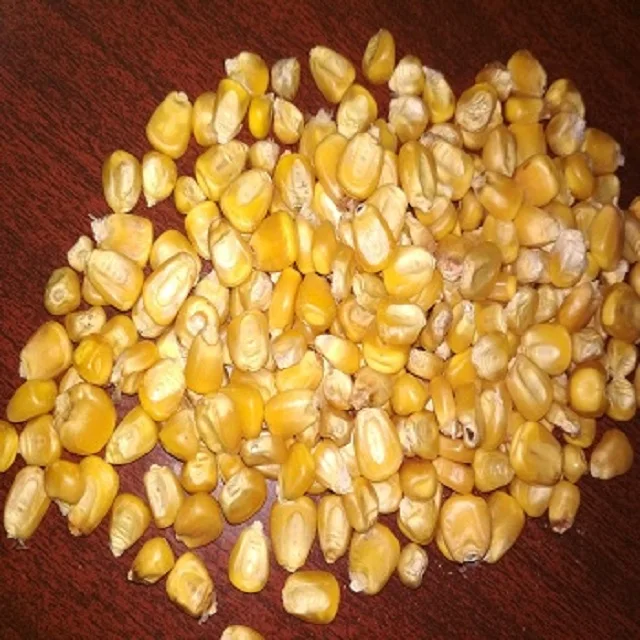 Super quality Dried Yellow Corn For Animal Feed ready for sale from India