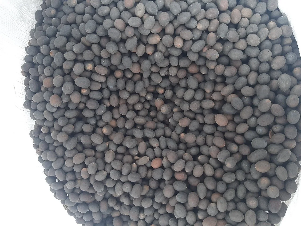 New season the cheapest price Dried Lotus Seed Vietnam Organic high quality