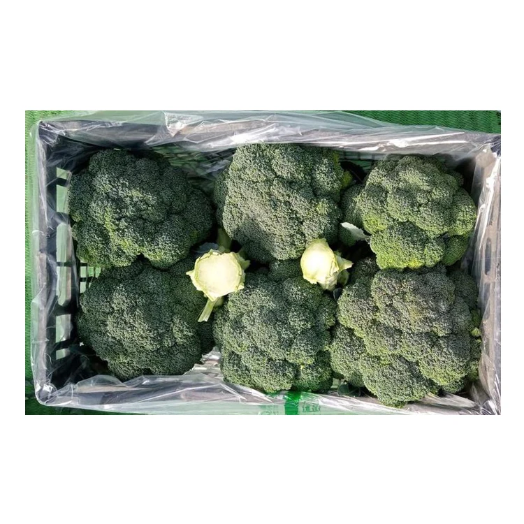 Leading Supplier of Best Quality Hot Selling Natural Wholesale Fresh Broccoli from Egypt at Competitive Price (10000009910981)