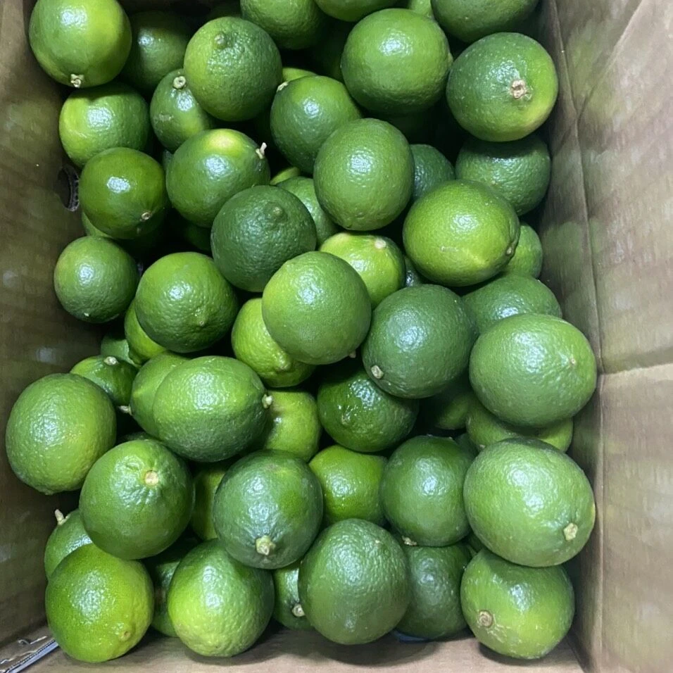 Vietnam fresh seedless lime super quality
