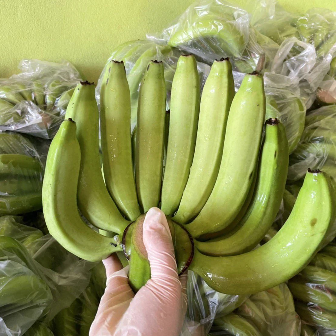 High Quality Tasty Sweet Bananas Delicious Banana Premium Type Natural 100 % Fresh From Thailand Farm