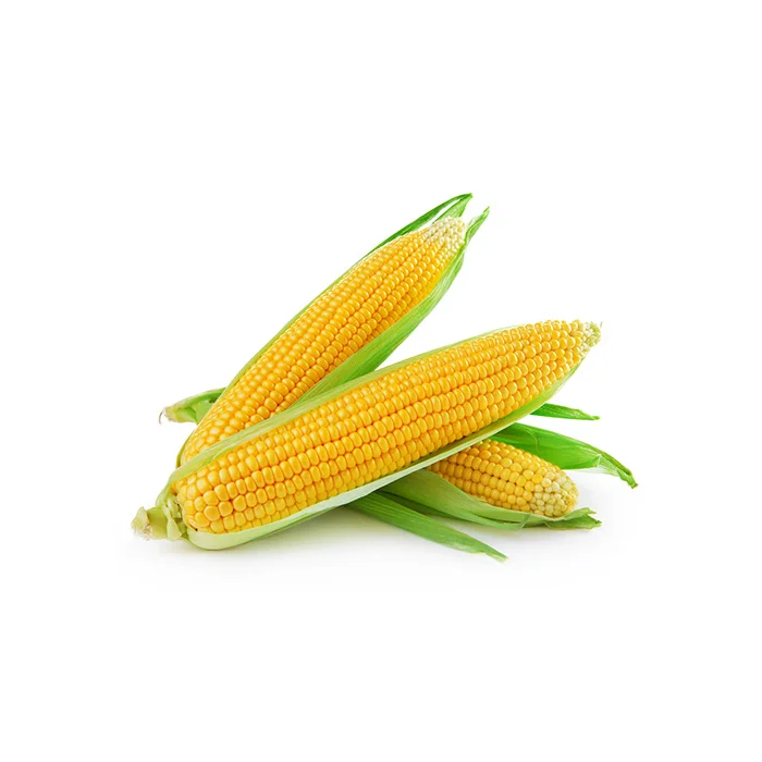 Hot Selling Price Super Sweet Corn Organic Freshness and High Sweetness Storage Supply in Bulks Origin