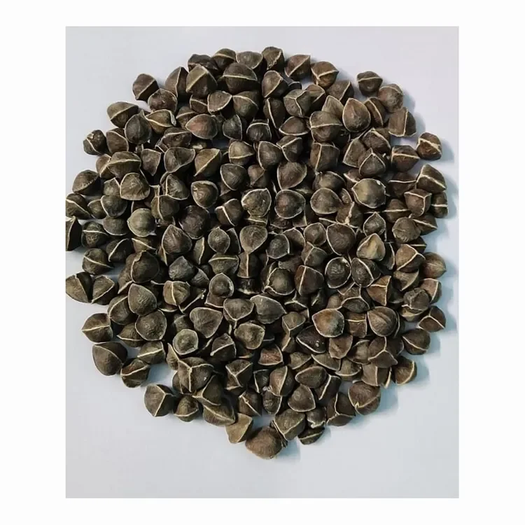 Семена Moringa oleifera/семена moringa лучшие цены на продажу