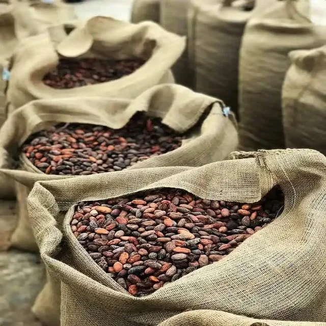 Unroasted Cocoa Beans in Stock | Buy Raw and Roasted Cocoa Beans in Bulk Good Prices