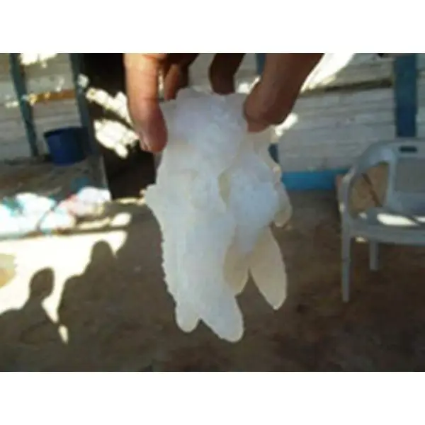 Fresh Salted Fish/Jelly fish Supply