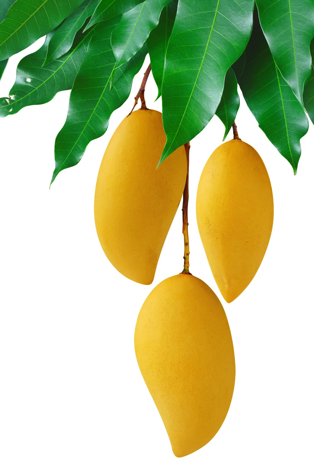 Best Seller IQF Fresh  Mango Puree Frozen  Halal Standard 100 Organic Fruit Ingredients From Local North Of Thailand