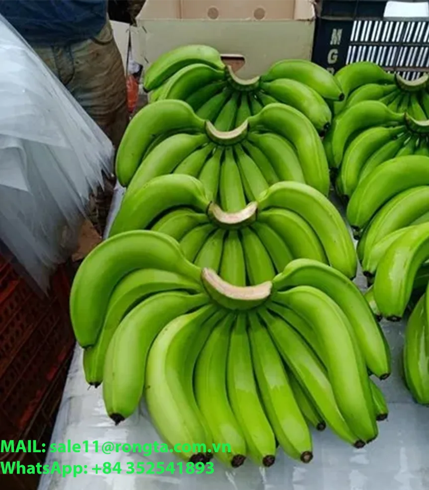 BANANAS FROM VIETNAM YELLOW GREEN PREMIUM TROPICAL BANANA STYLE CAVENDISH