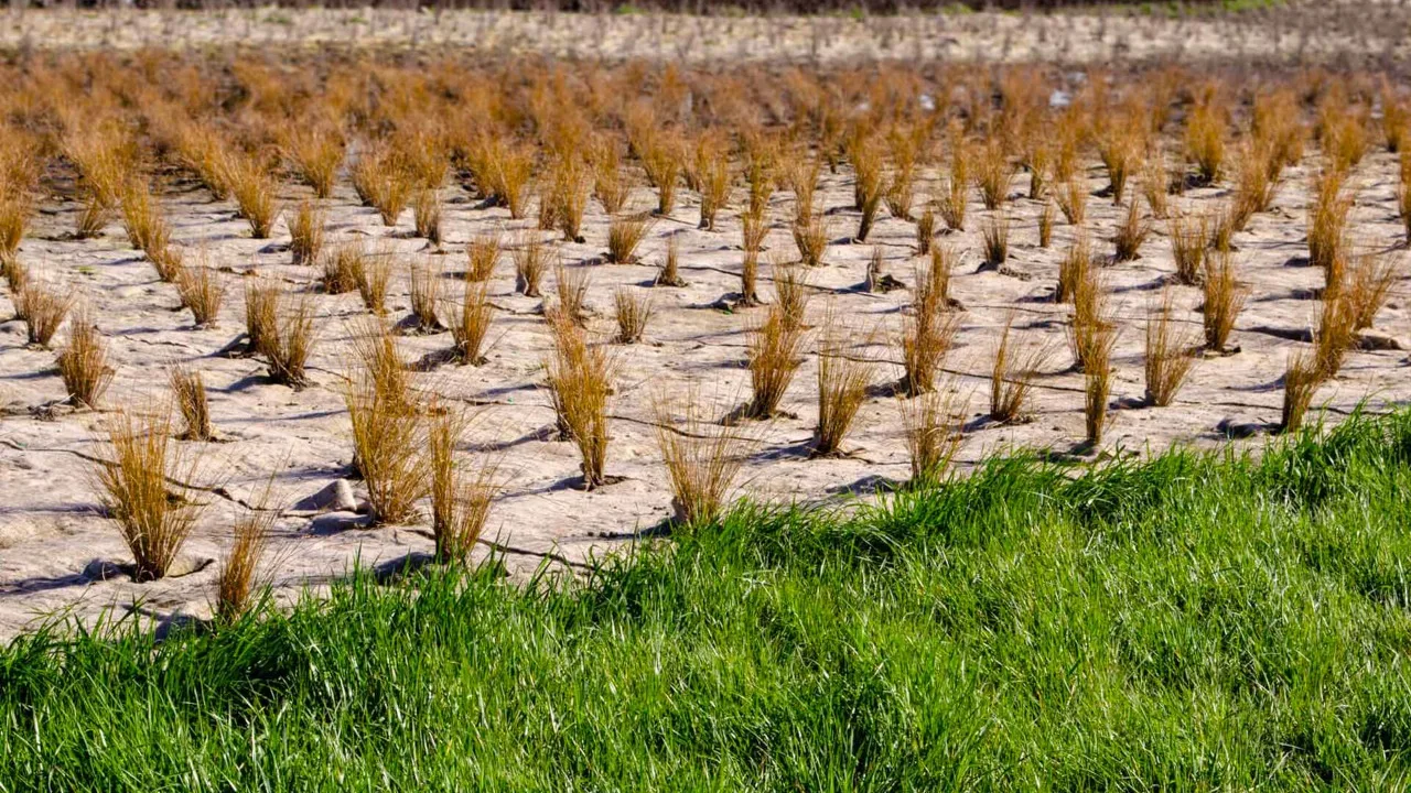 Standard Quality Medium Grade Needle Punched Jute Felt Used for Thermal Insulation Packaging and Erosion Control