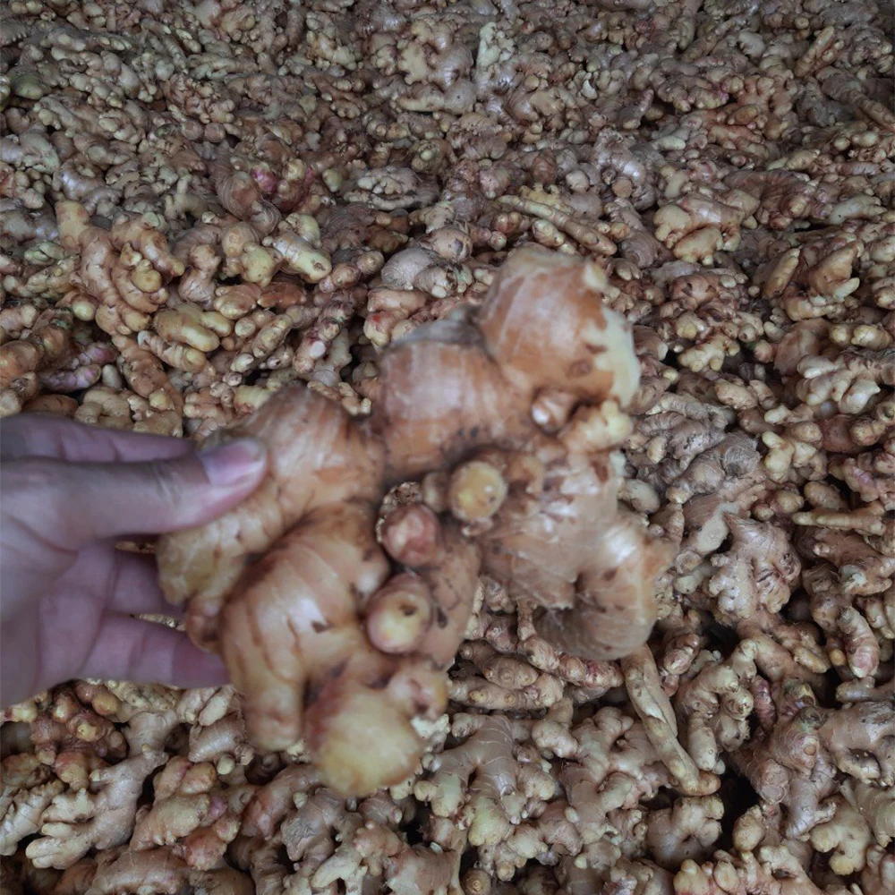 New crop fresh ginger root market price from organic ginger fresh supplier from Vietnam