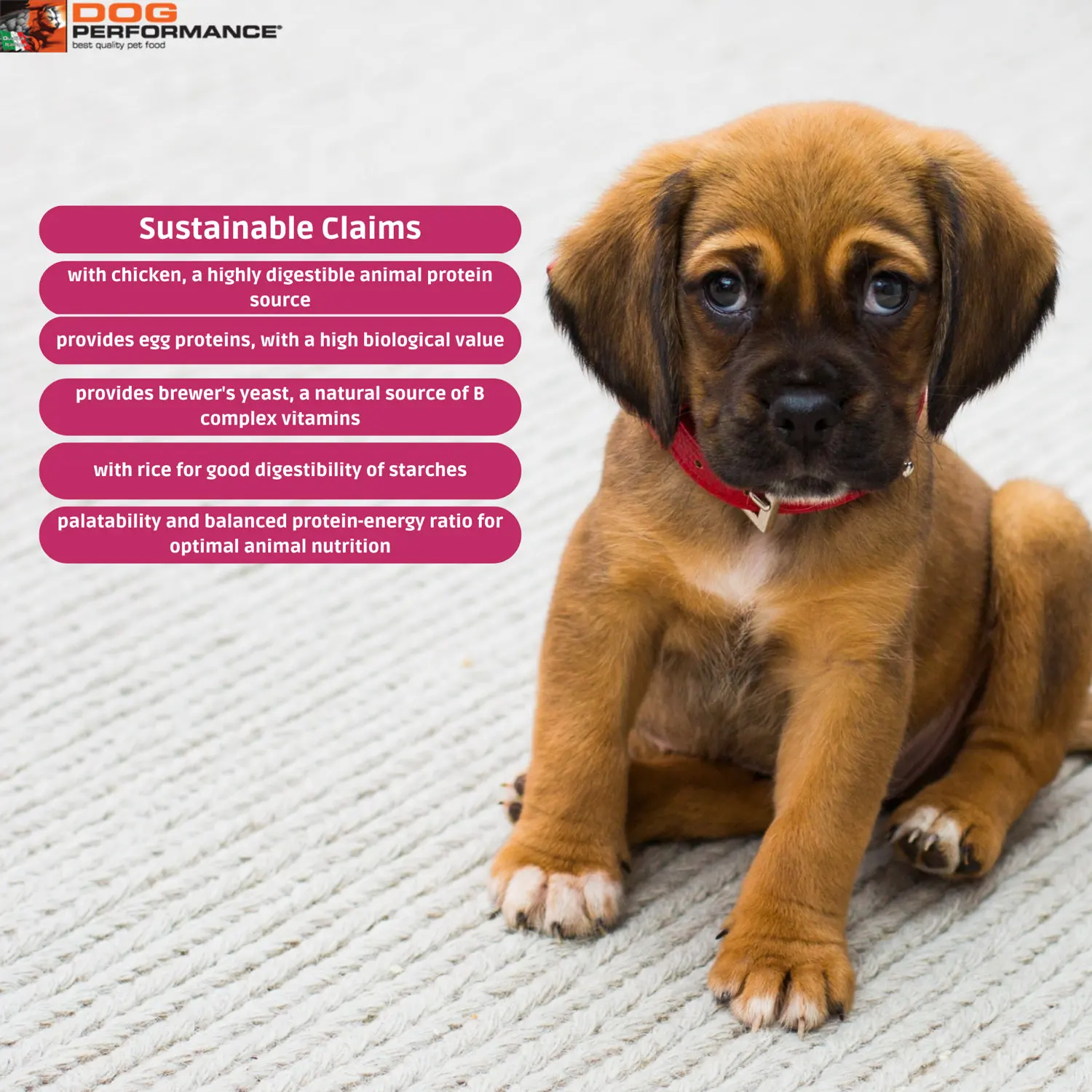 High Quality 3kg Chicken and Rice Dry Food Healthy Compact Puppy Meal for Medium and Large Breeds for Fish and Cats