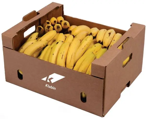 Fresh Cavendish Banana with Best Price Wholesale dish Banana with Best Price