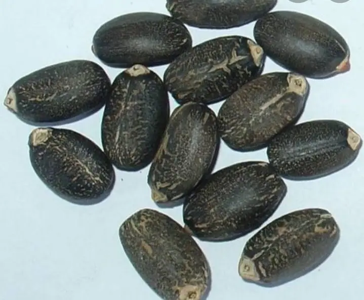 Factory Supply Jatropha Seeds /100% Dried Natural for Sale at Low Price