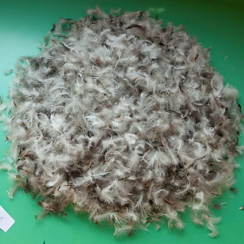Hot Sale European Standard  Washed Pllume Fluffy 2~4cm Grey Duck Feather