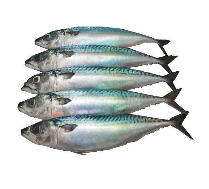 Замороженная испанская скумбрия Seer Fish с высоким уровнем чувствительности Омега 3 жирные кислоты из Западного Атлантического океана