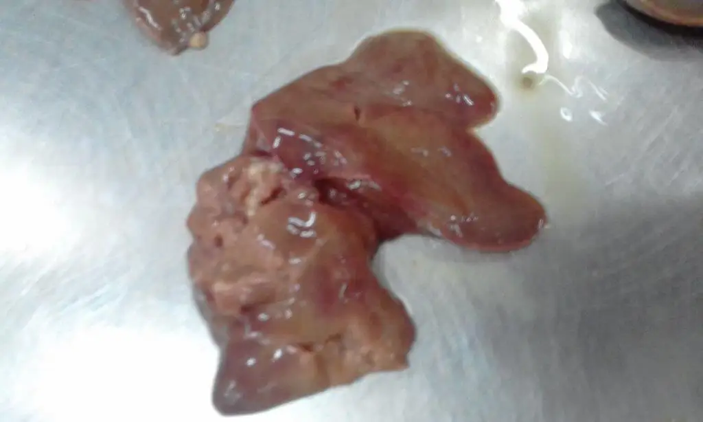 Frozen Chicken Livers