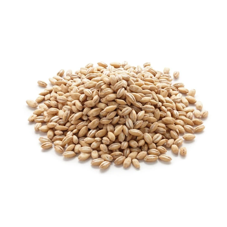 Animal feed barley/bulk barley Malted Barley / Barley Grains