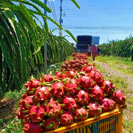 Производитель дракона фруктов-фрукты дракона высшего качества