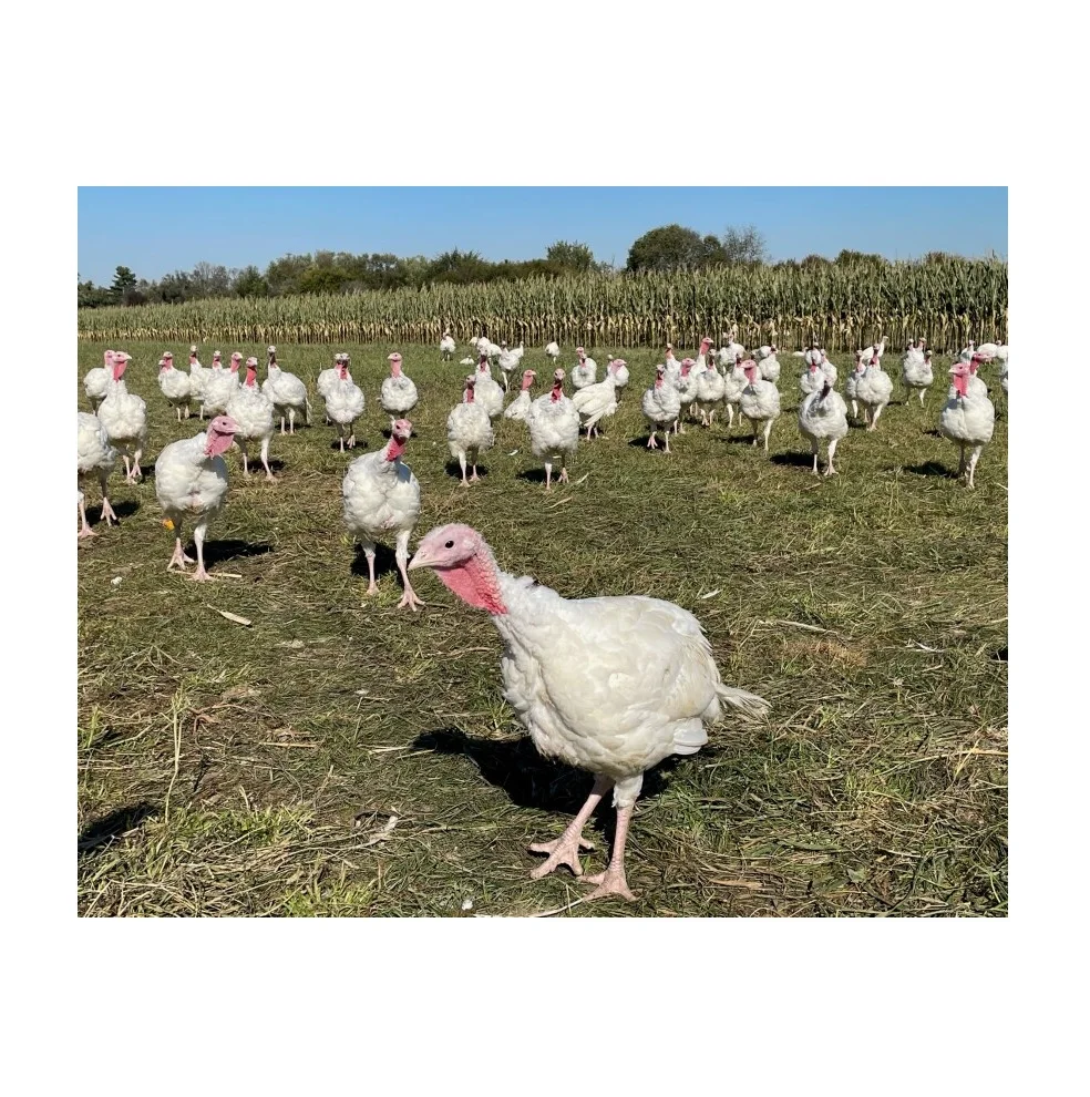 Высшее качество, Халяль, цельная замороженная индейка | Замороженная полностью обработанная индейка.