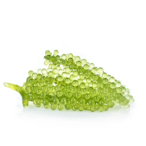 Новое поступление! Зеленый обезвоженный морской виноград // LATO ARAROSEP экспорт из EXPAD VIETNAM с пользовательским логотипом