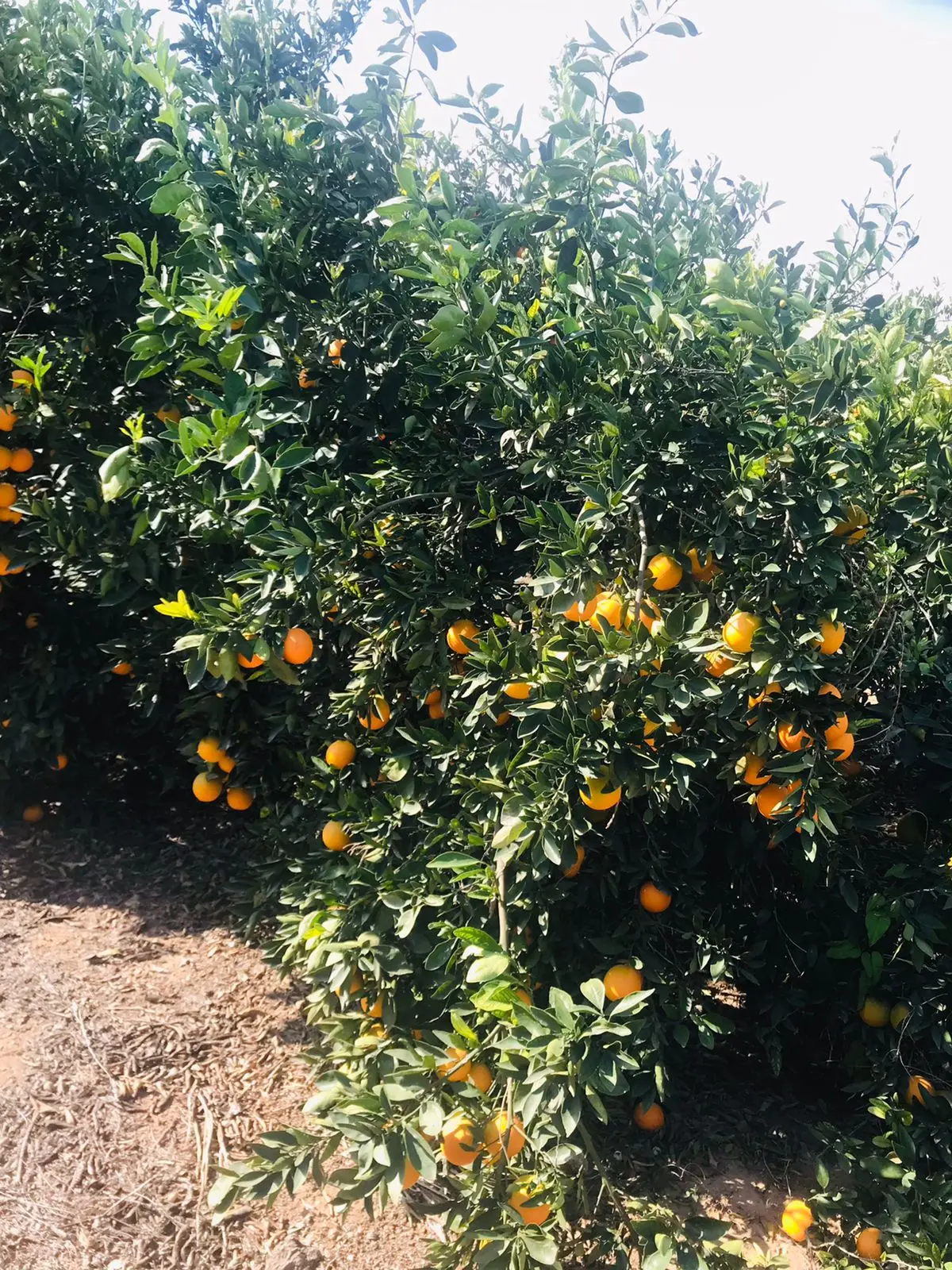 Fresh Abusra oranges from Egypt