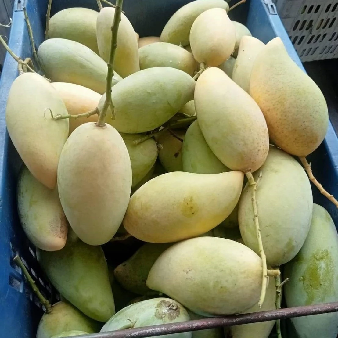 Golden Mangos Fresh Mango Sweet and Delicious Premium Quality and Natural 100% Picked from Thailand Farms