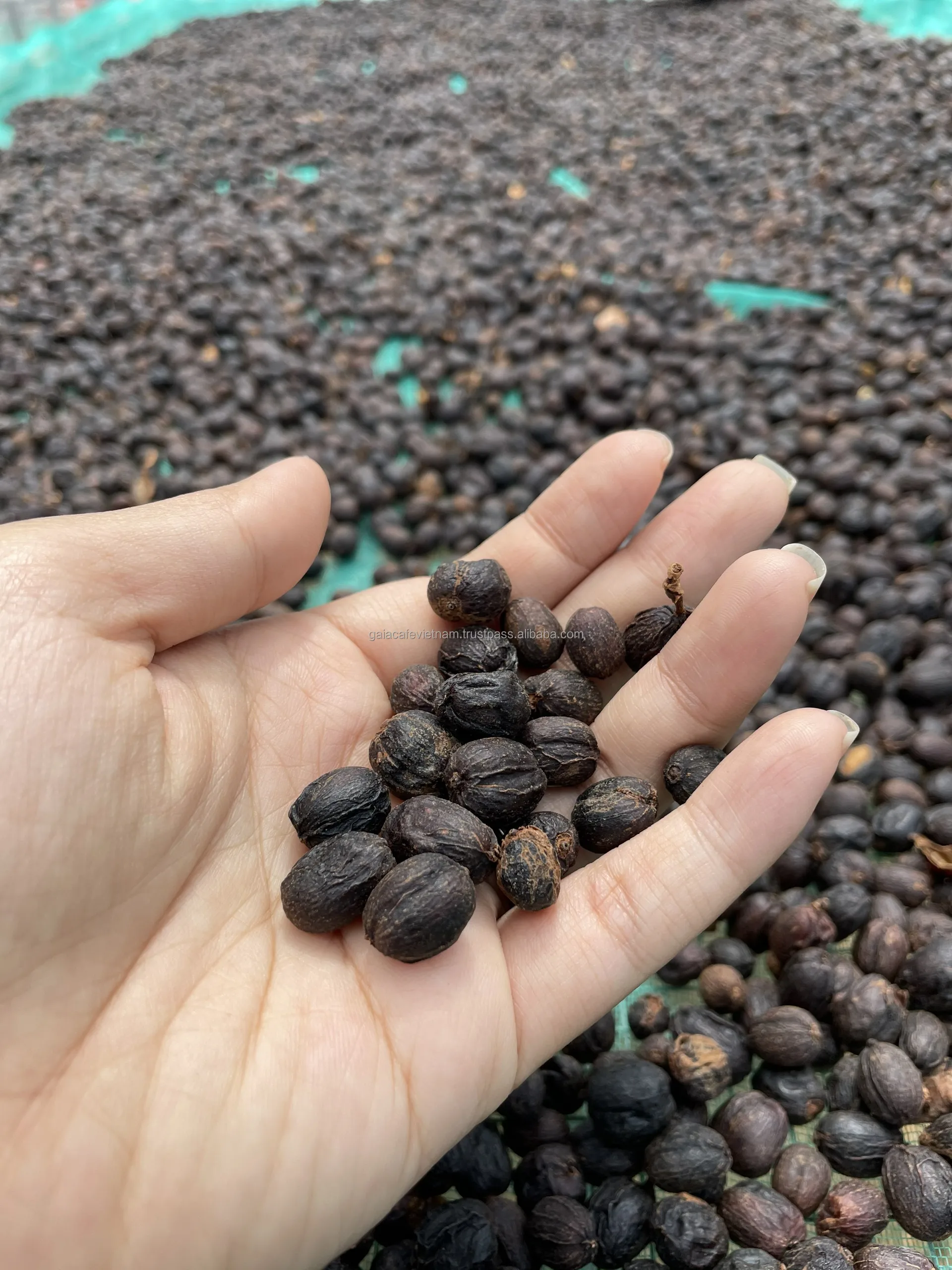 Arabica Green Coffee Beans Premium Quality Honey Process Single Origin long shelf-life Coffee from Cau Dat Farm Vietnam
