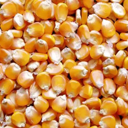 High Quality Organic Yellow Maize Bulk-Dried Corn for Animal Feed