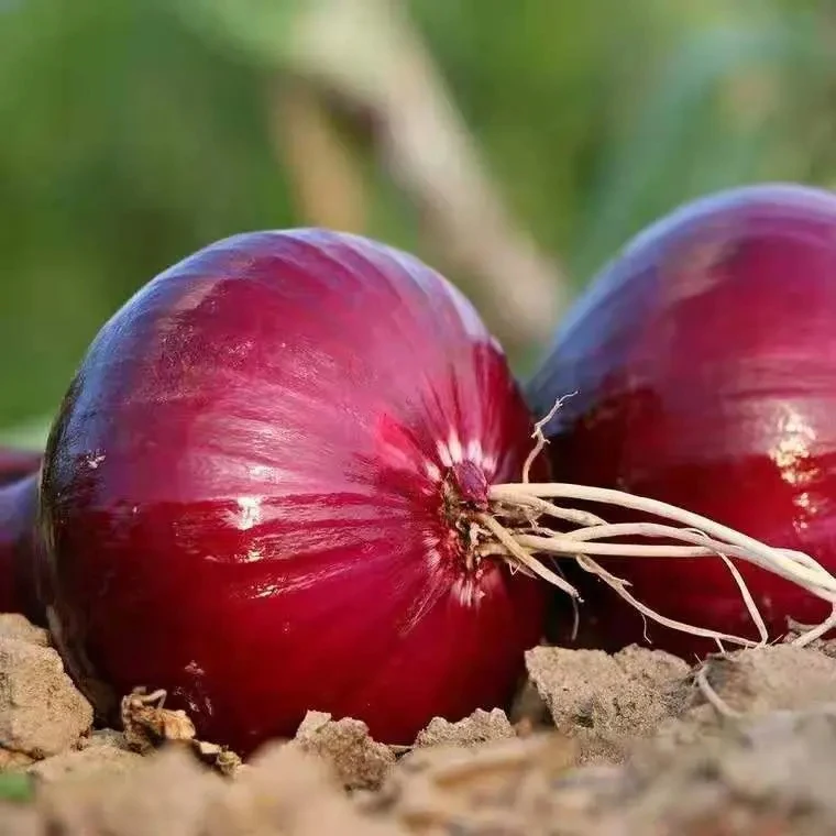New Crop Red Yellow Onion fresh Vegetables fresh onion wholesale sale fresh onions