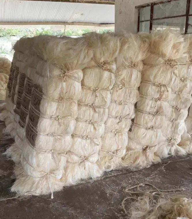 Sisal Fiber4.jpg