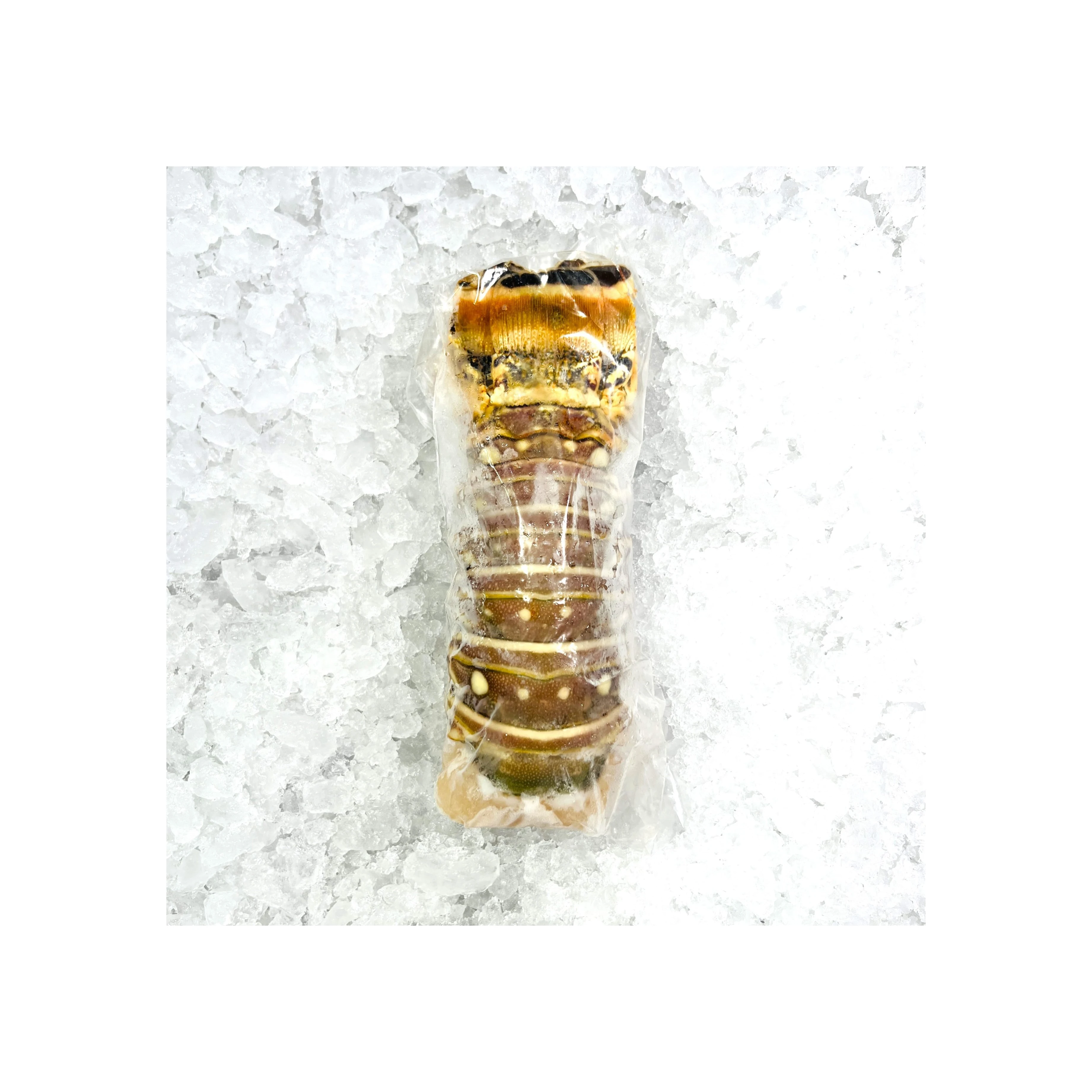 Hot Selling Frozen Lobster, Frozen Lobster Tails Fresh Live Lobsters, Bulk Style Packaging Lobsters