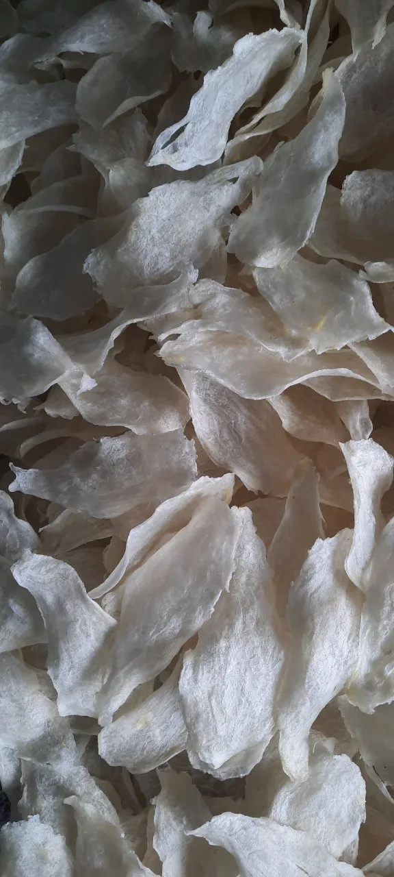 Wholesale dried natural dry whole fish maw