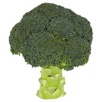Wholesale Fresh Broccoli ,Fresh Green Broccoli, Frozen fresh broccoli for sale