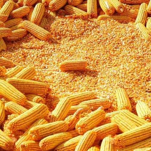 YELLOW CORN Yellow Corn is processed as per the set industry standards  properly packed and processed to preserve