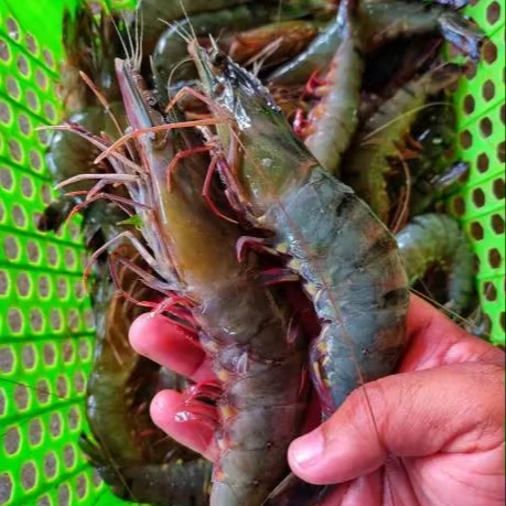 India Wholesale Raw PD Black Tiger Prawn Fresh Seafood High quality Peeled Shrimp Black Tiger Shrimp