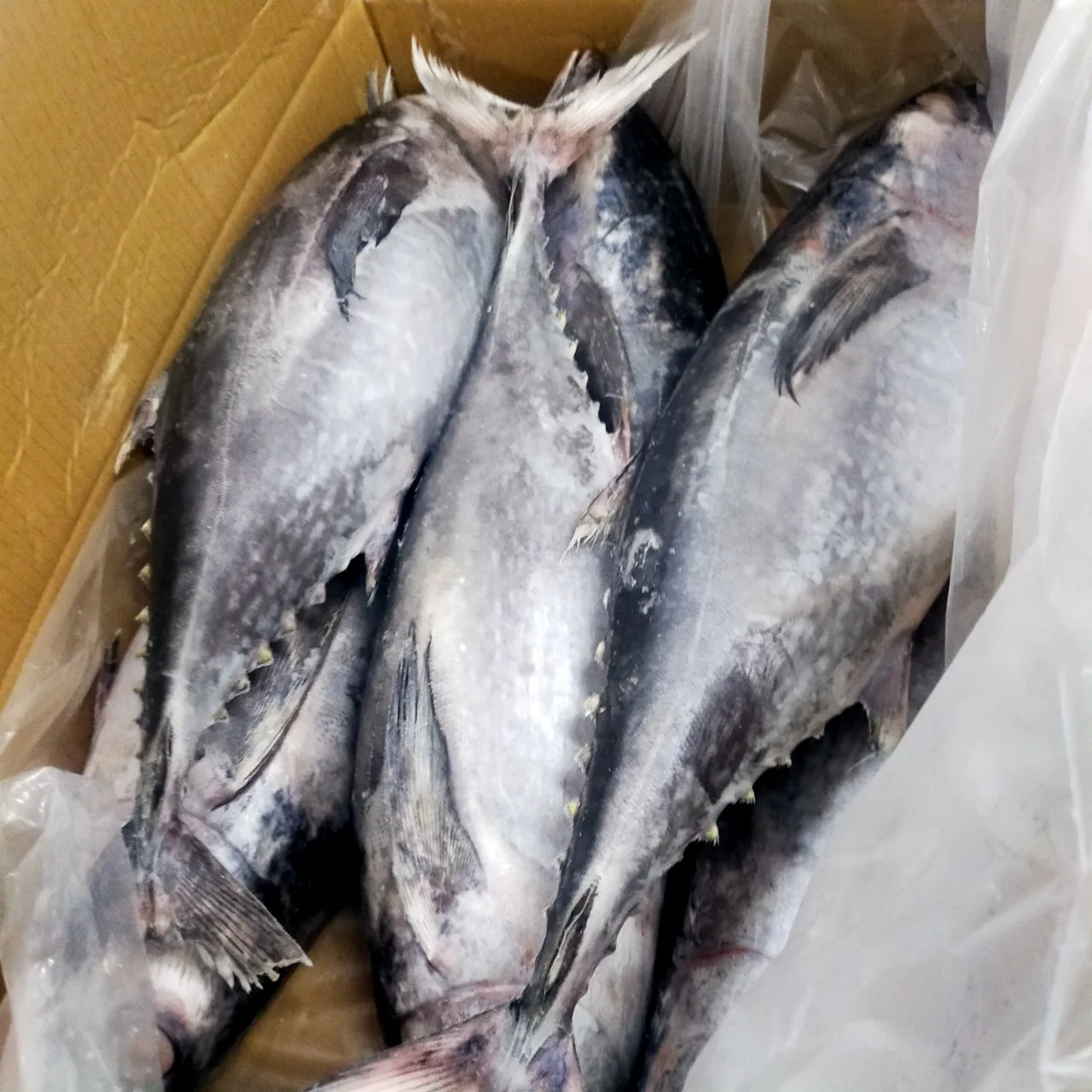 Wholesale Bulk Frozen Whole Bullet Tuna Fish With HACCP GMP Certification From Vietnam Seafood