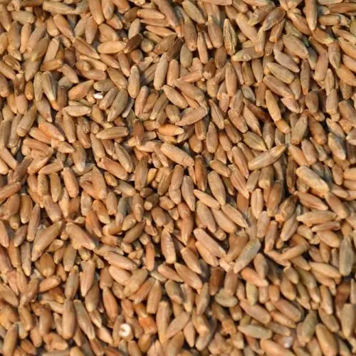 100% Pure Highest Quality Agriculture Grain Organic Rye for Bulk Purchase