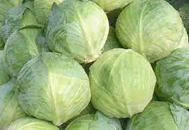 New Crop Fresh green cabbage From Vietnam Wholesale price fast delivery