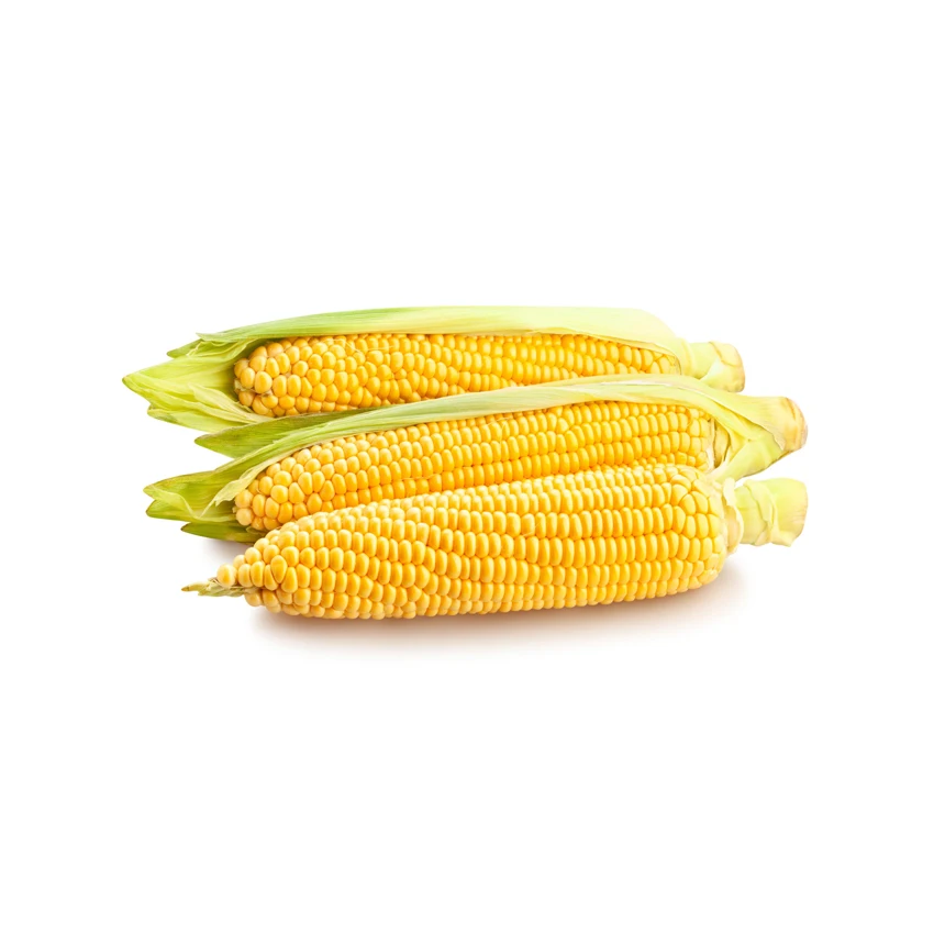 Buy High Quality Yellow Corn Maize Grains