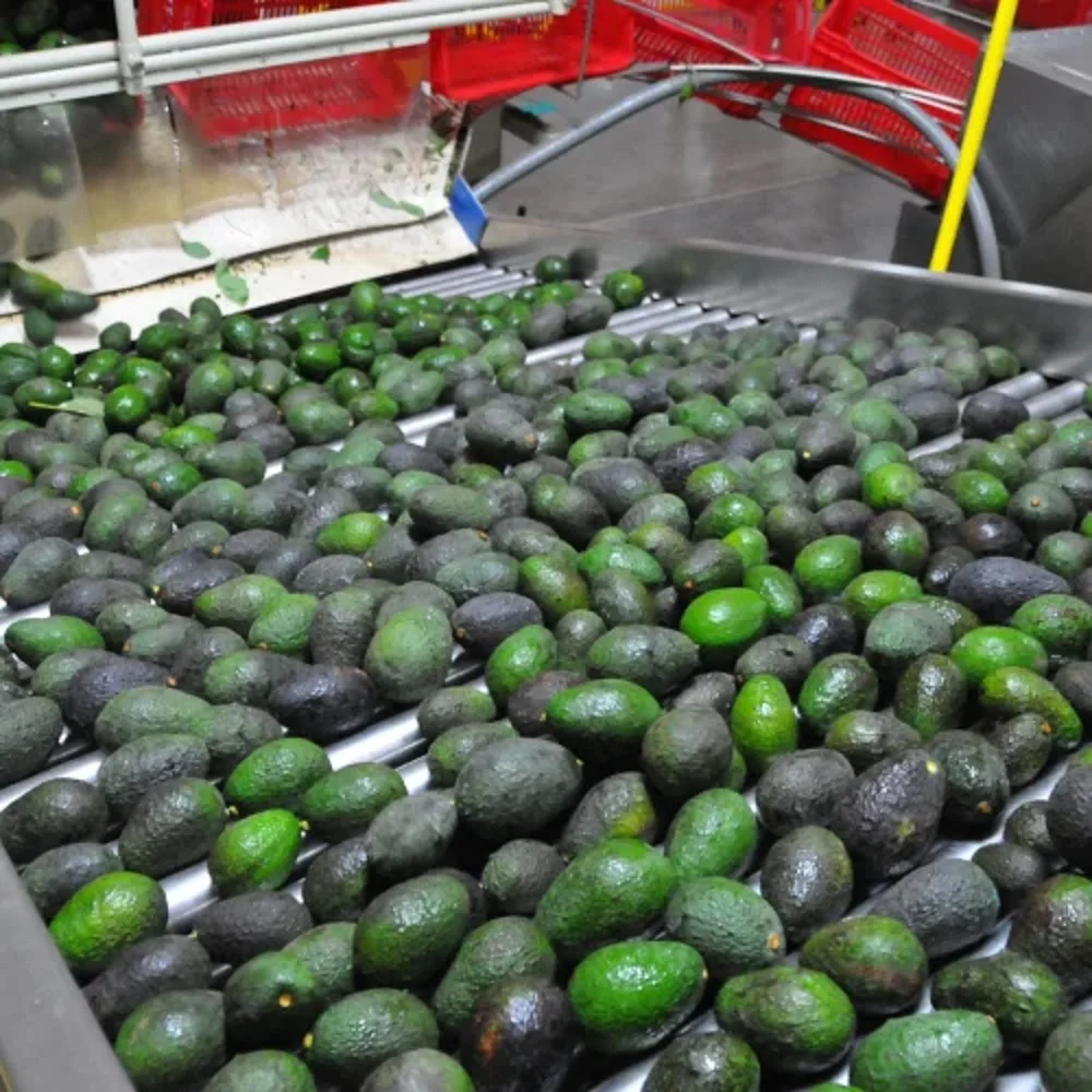 Avocado /Avocados fresh green avocados Hass/ Fresh Avocado for Export Worldwide, Avocado Fresh Best Price Competitive