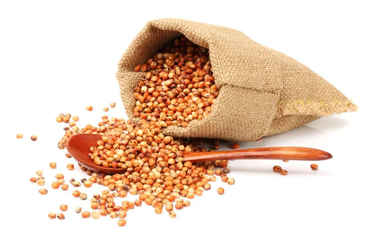 sorghum-grain.jpeg