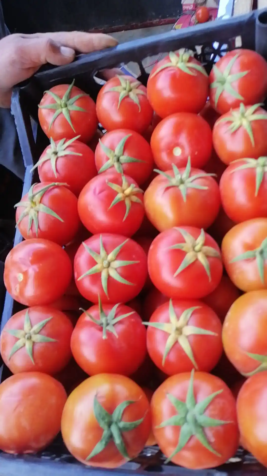 Fresh high quality tomatoes from Egypt